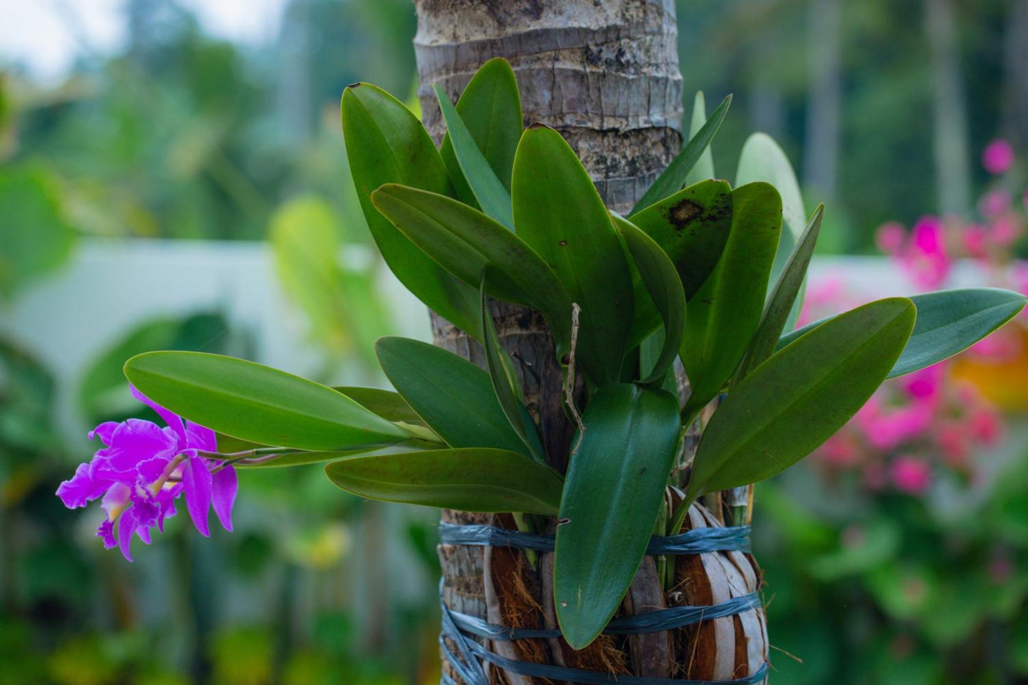 Adi Laxmi Villa Ubud Екстериор снимка