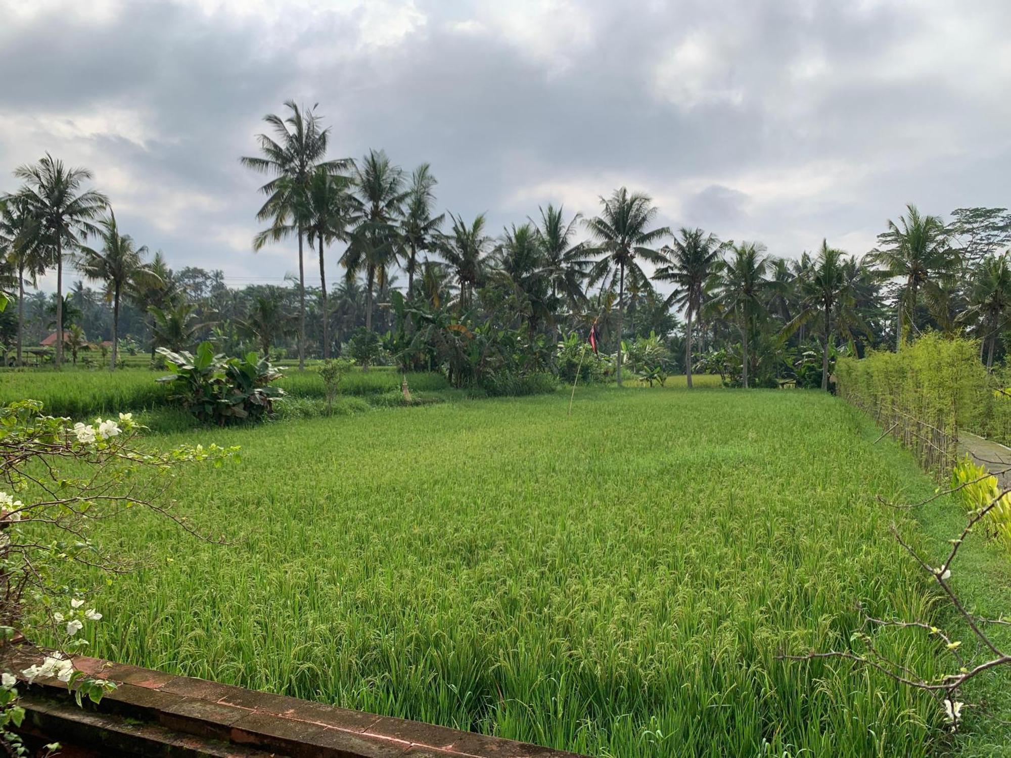 Adi Laxmi Villa Ubud Екстериор снимка