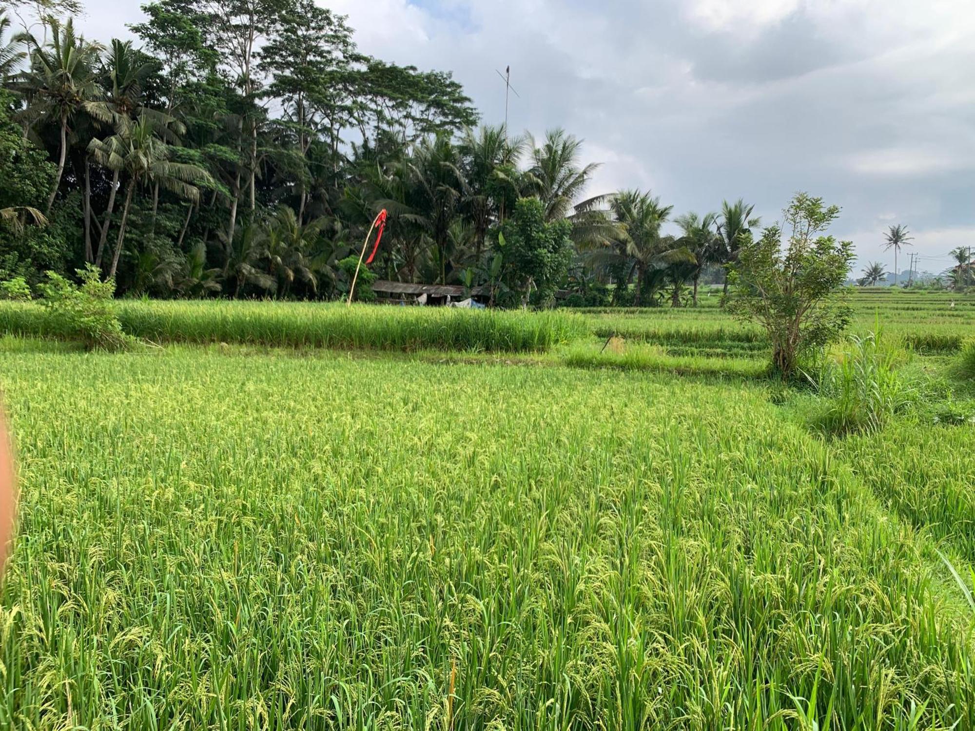 Adi Laxmi Villa Ubud Екстериор снимка